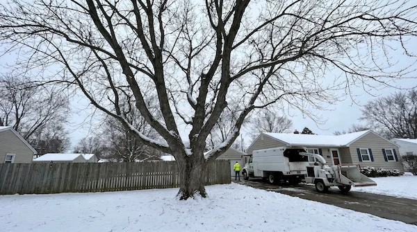 Best time of year for tree removal in Michigan