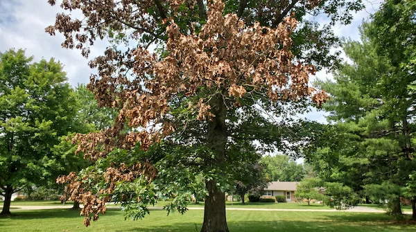 Oak wilt disease symptoms on Michigan red oak