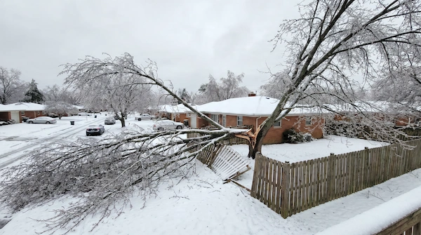 Storm-split silver maple after Lansing ice event