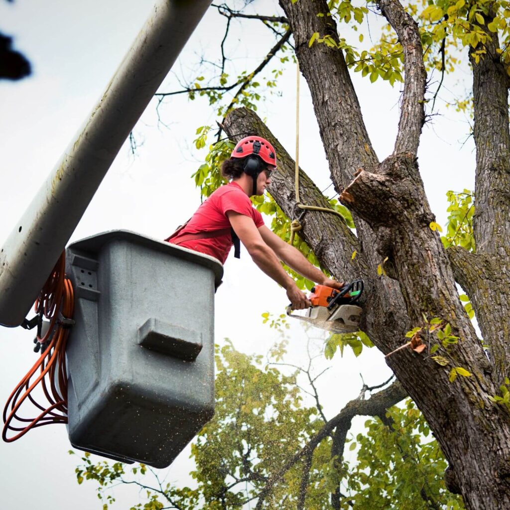 Tree Service Arborist Expert Working, Pruning, Cutting Diseased High Branches