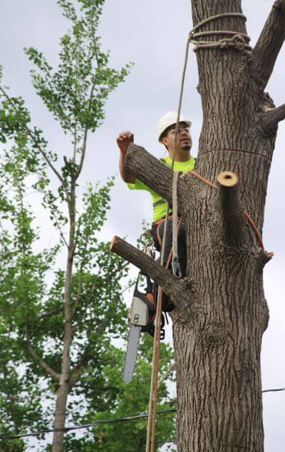 Expert Arborist Removing a Tree in Lansing