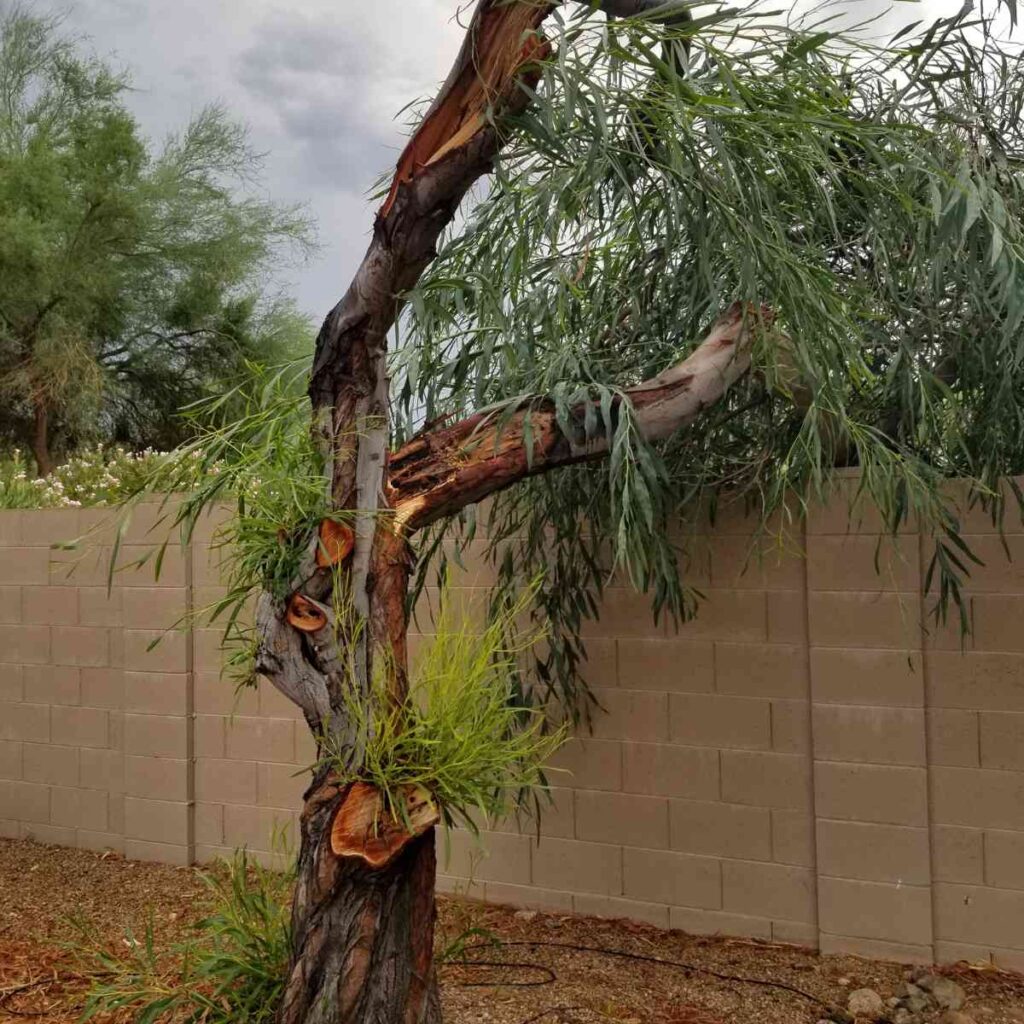 Fallen tree in a house