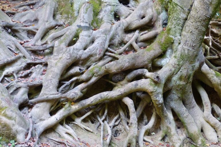 root, roots, tree forest-3828398.jpg