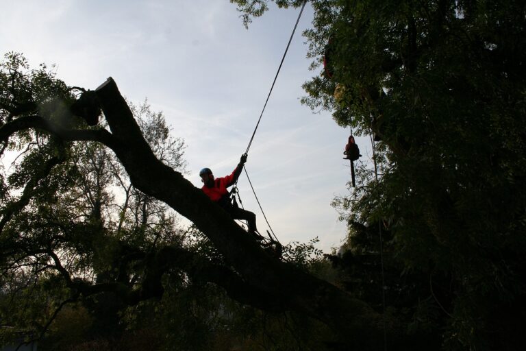 tree climbers, arborist, felling-4820109.jpg