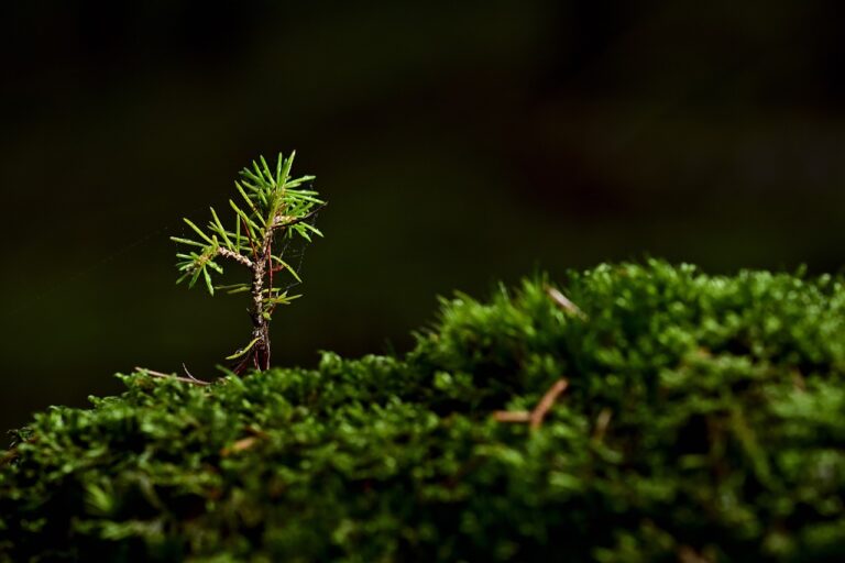 tree, moss, seedling-5803607.jpg